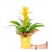 Sarı Guzmania Sarı Nora