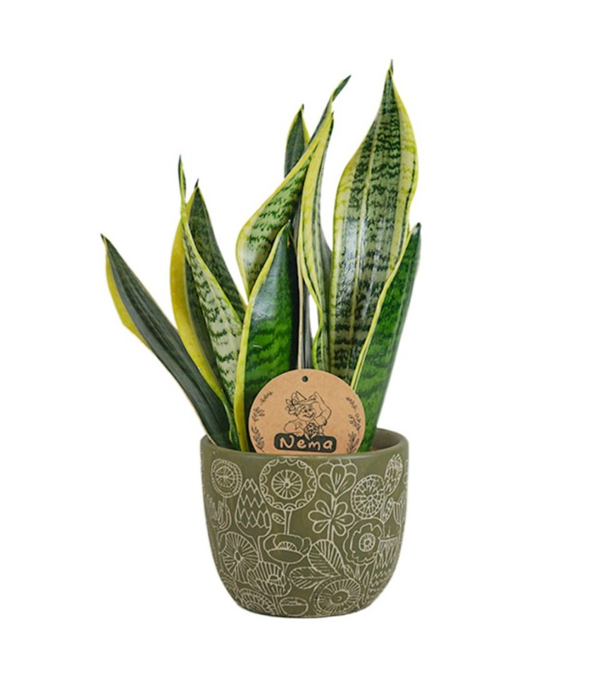 Paşa Kılıcı - Sansevieria Laurentii Yeşil Anna