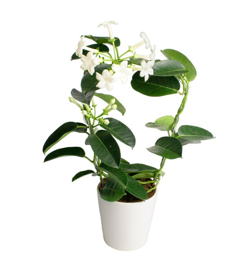  Yasemin Çiçeği - Stephonatis Beyaz Nora 