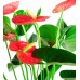 Antoryum - Anthurium  Yeşil Nora  