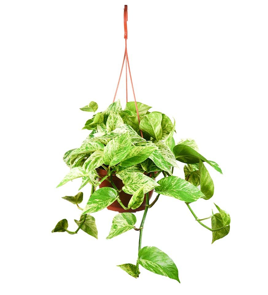  Salon Sarmaşığı - Epipremnum Aureum