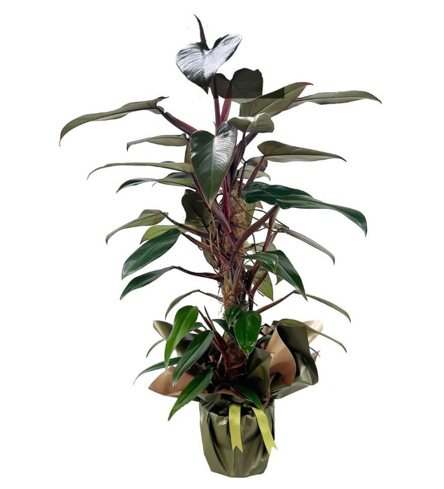 Salon Sarmaşığı - Philodendron Mandaianum
