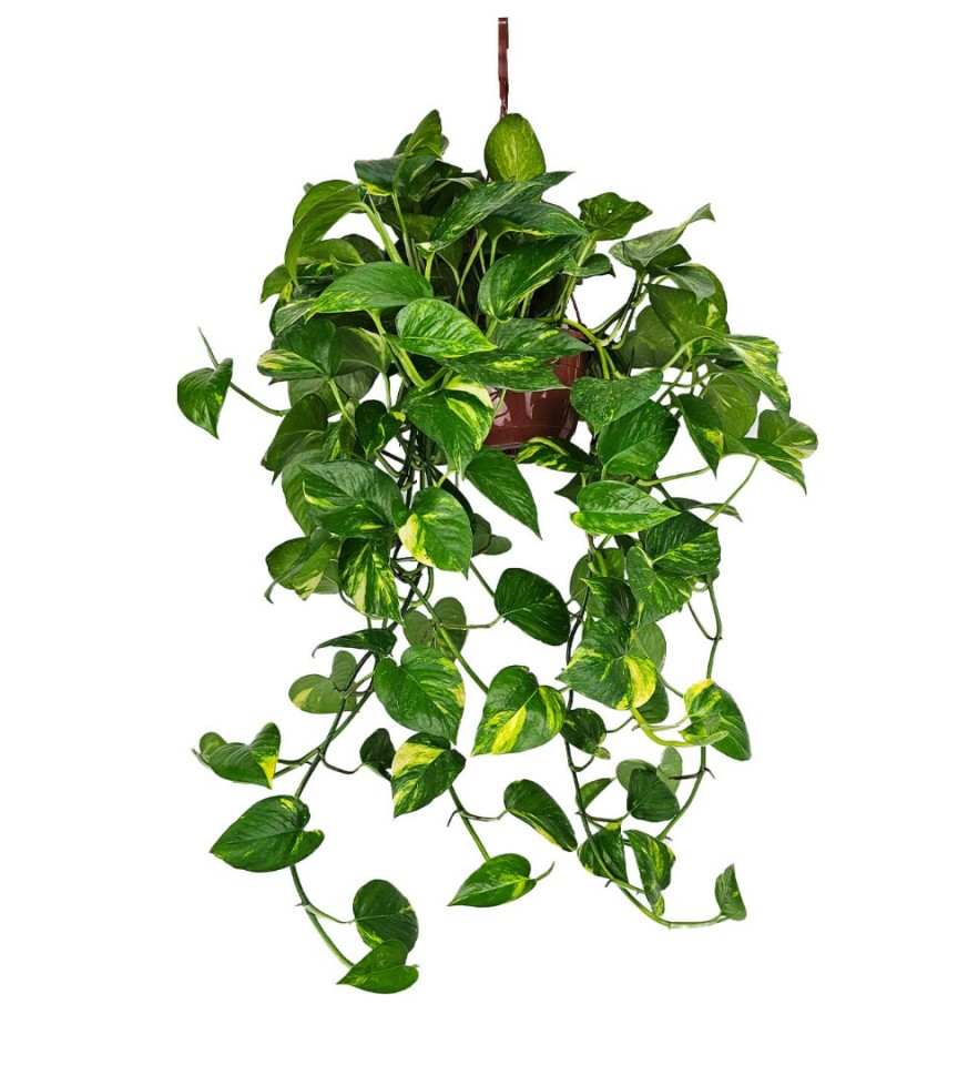 Salon Sarmaşığı - Philodendron Scandens Brasil