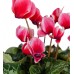 Sıklamen - Cyclamen 