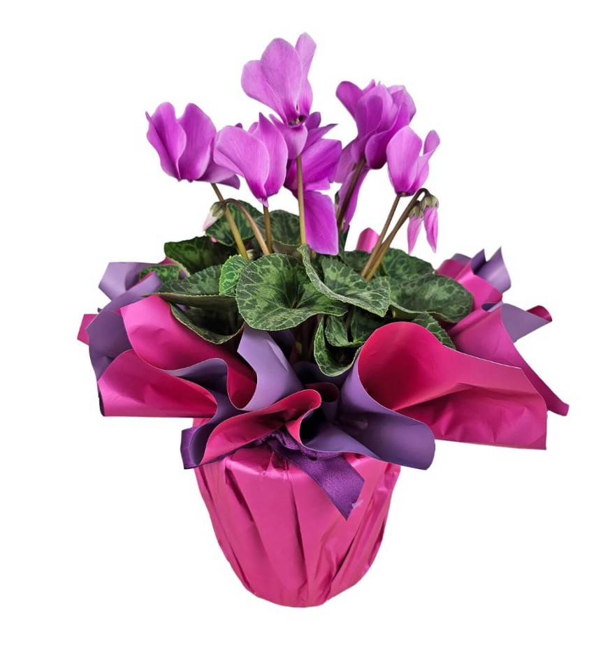 Sıklamen - Cyclamen Pembe