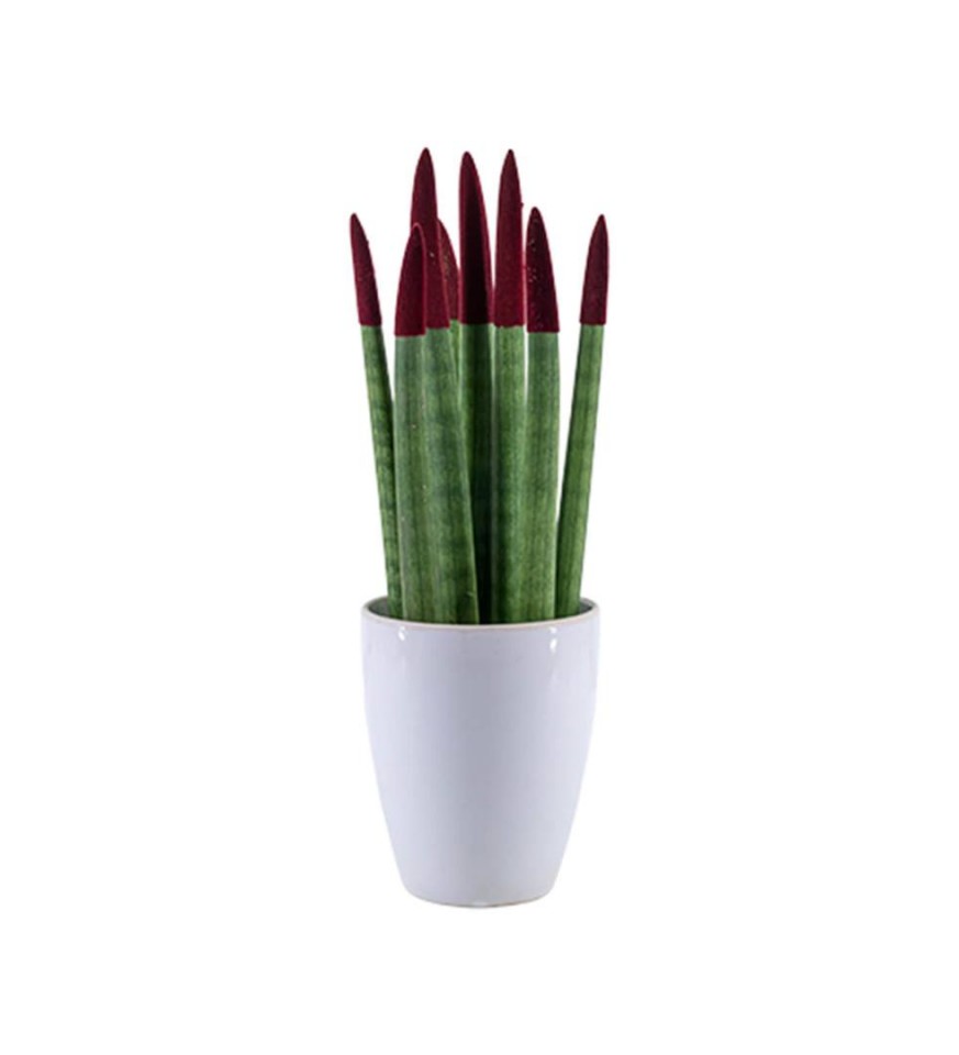 Paşa Kılıcı - Bordo Sansevieria Beyaz Lily