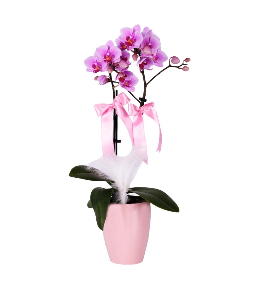 Midi Orkide - Pembe Lily  Pembe Orkide