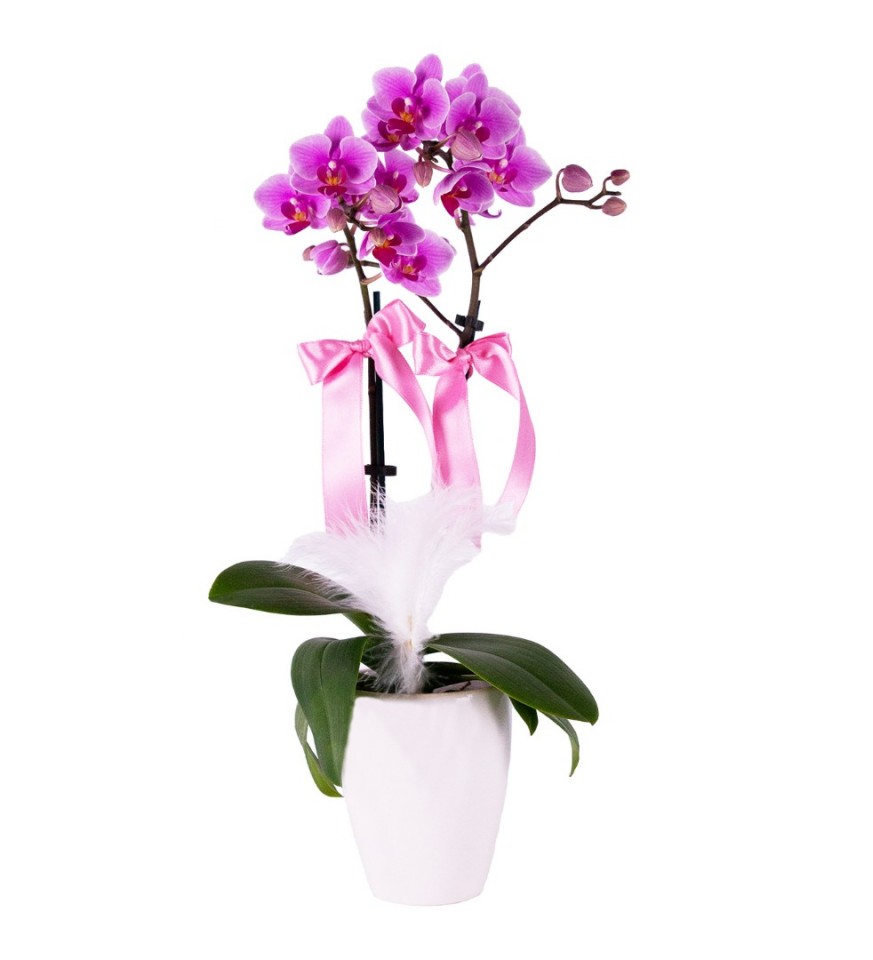 Midi Orkide - Beyaz Lily Pembe Orkide