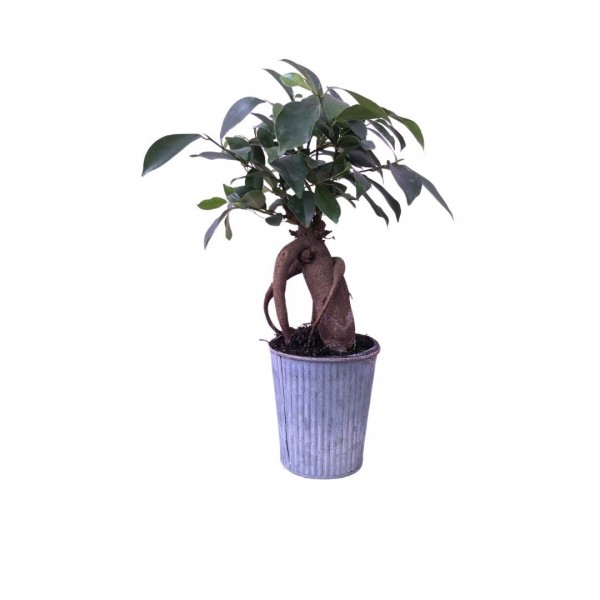 Ficus Ginseng Bonsai - Metal Saksı