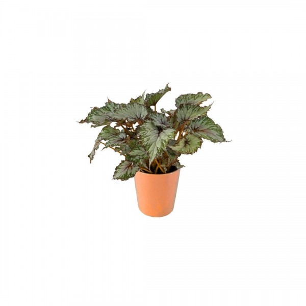 Begonya - Begonia Rex Turuncu Nora