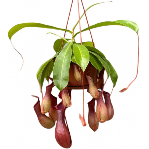 Sinek kapan - Nepenthes Alata 