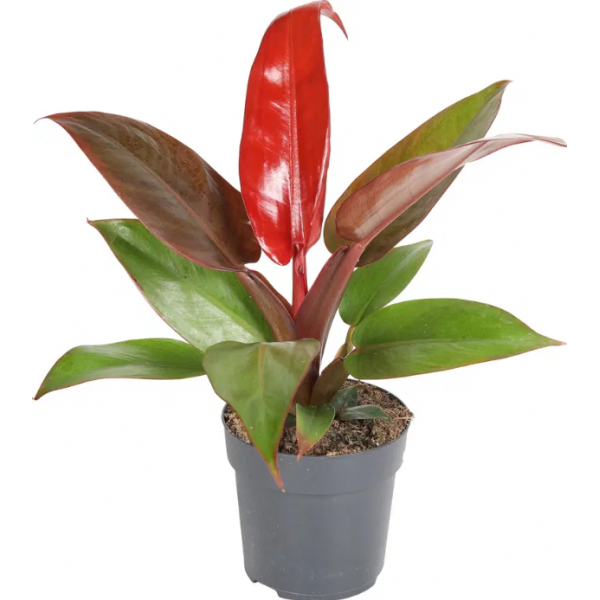 Salon Sarmaşığı - Philodendron Red Beauty