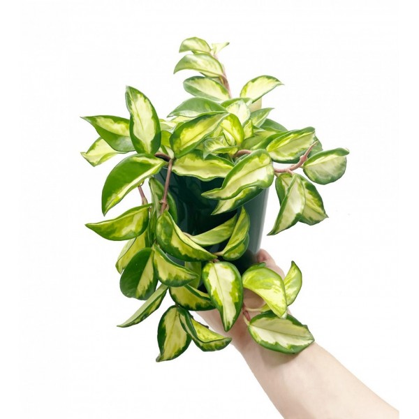 Mum Çiçeği - Hoya Krimson Queen Yeşil Nora 