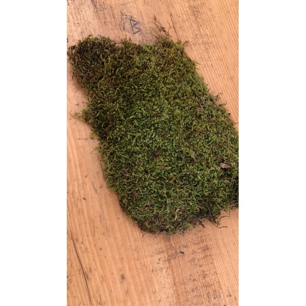 Kurutulmuş Yosun - Yeşil 