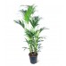 Palmiye - Howea Forsteriana Kentia Palmiyesi 170