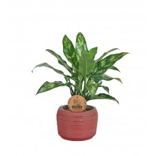 Aglaonema Maria - Kırmızı Maya