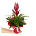 Alev Kılıcı Çiçeği - Vriesea Carinata Kırmızı