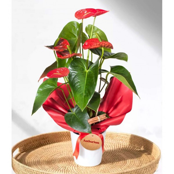 Antoryum - Anthurium Beyaz Nora