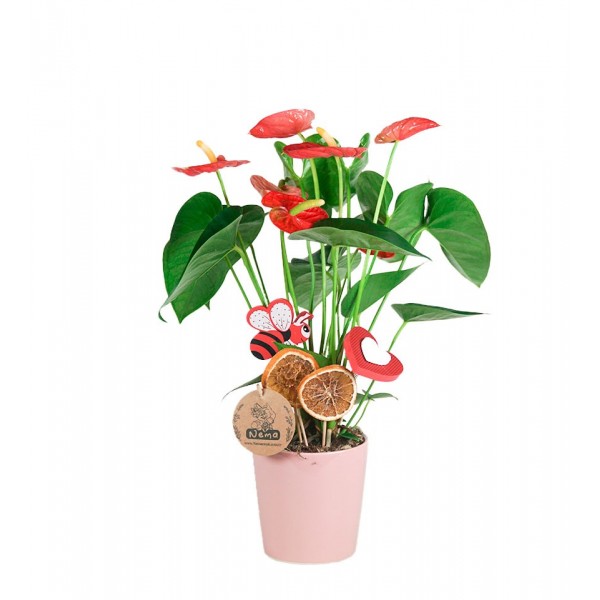 Antoryum - Anthurium Pembe Nora  