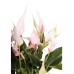 Antoryum - Anthurium Yeşil Lily
