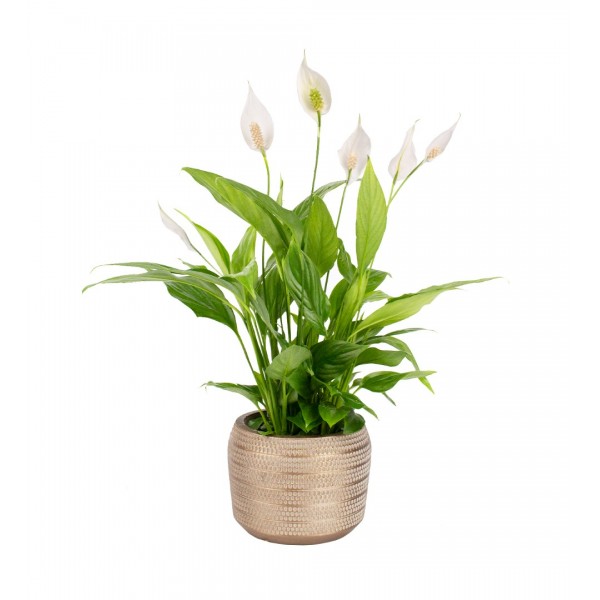 Barış Çiçeği - Spathiphyllum Bakır Lucy