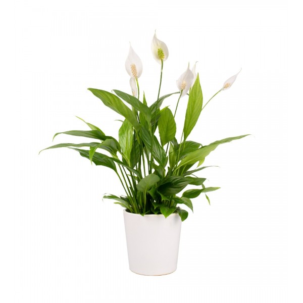 Barış Çiçeği  - Spathiphyllum Beyaz Nora