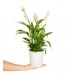 Barış Çiçeği  - Spathiphyllum Beyaz Nora