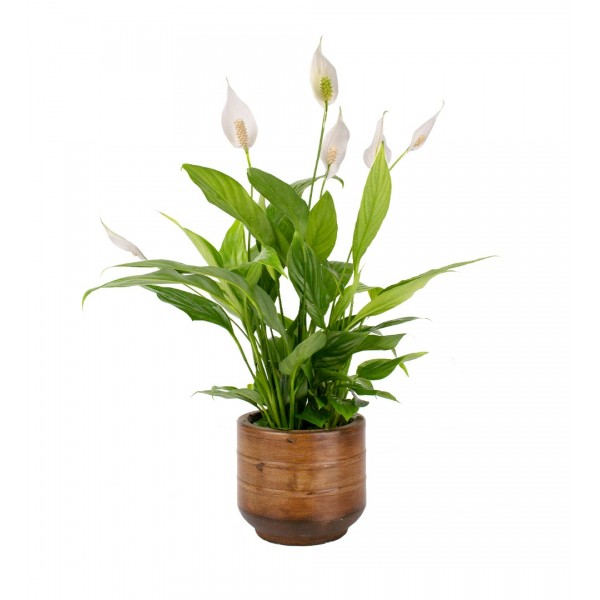 Barış Çiçeği - Spathiphyllum Emma