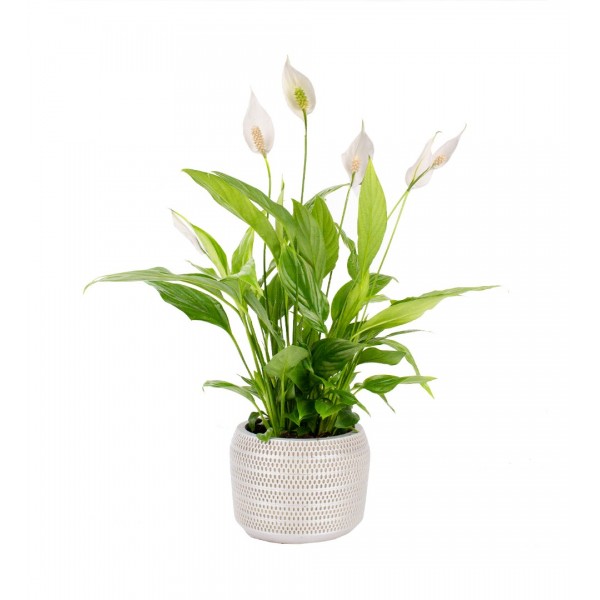 Barış Çiçeği - Spathiphyllum Gri Lucy