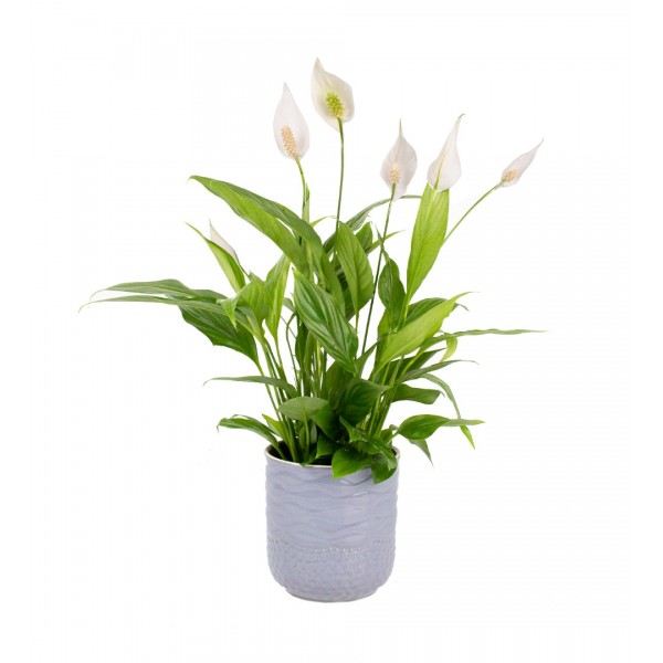 Barış Çiçeği - Spathiphyllum  Gri Maya