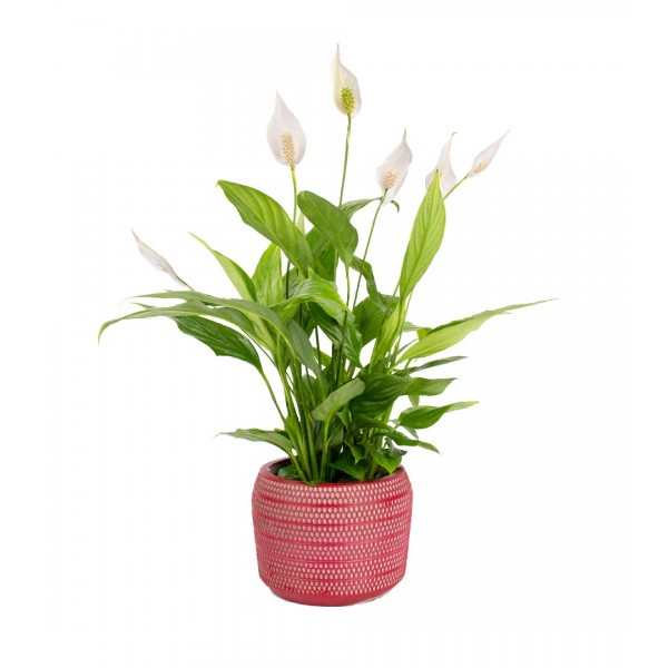 Barış Çiçeği - Spathiphyllum Kırmızı Lucy