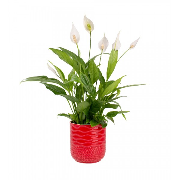 Barış Çiçeği  - Spathiphyllum Kırmızı Maya