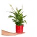 Barış Çiçeği  - Spathiphyllum Kırmızı Maya