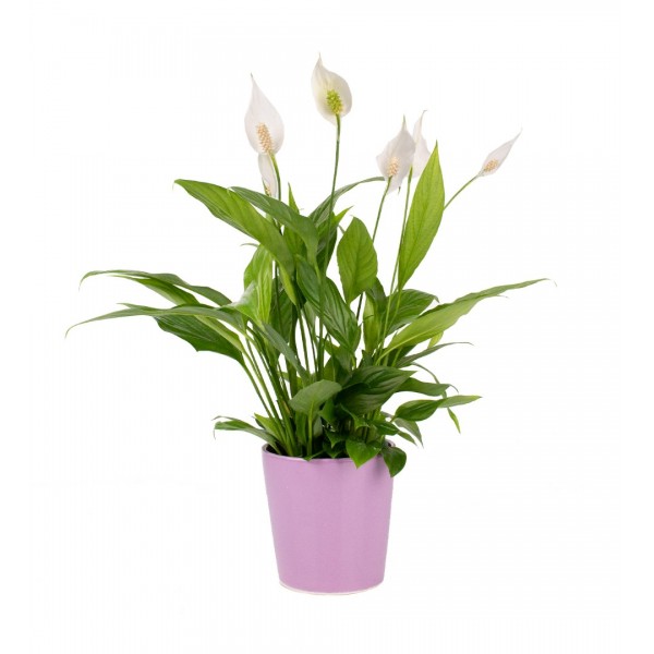 Barış Çiçeği  - Spathiphyllum Mor Nora