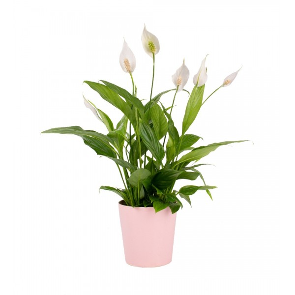 Barış Çiçeği  - Spathiphyllum Pembe Nora