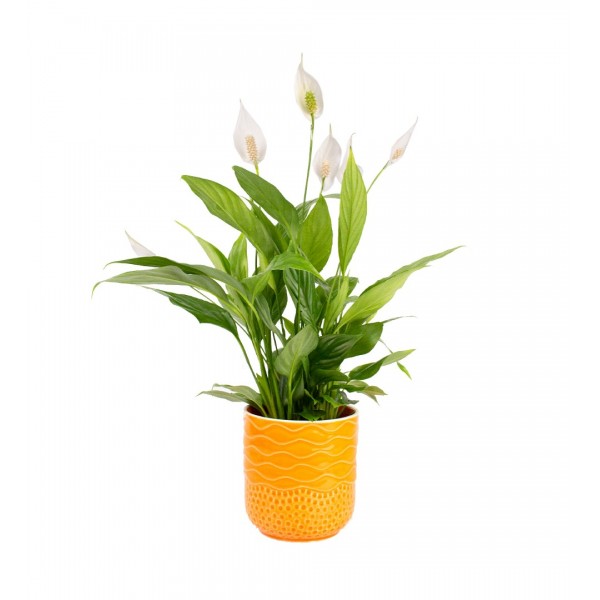 Barış Çiçeği  - Spathiphyllum Turuncu Maya