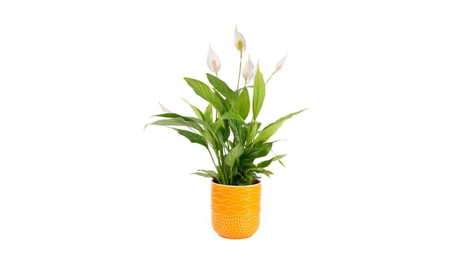 Barış Çiçeği  - Spathiphyllum Turuncu Maya