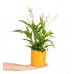 Barış Çiçeği  - Spathiphyllum Turuncu Maya