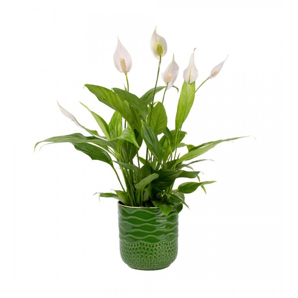 Barış Çiçeği  - Spathiphyllum Yeşil Maya