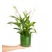 Barış Çiçeği  - Spathiphyllum Yeşil Maya