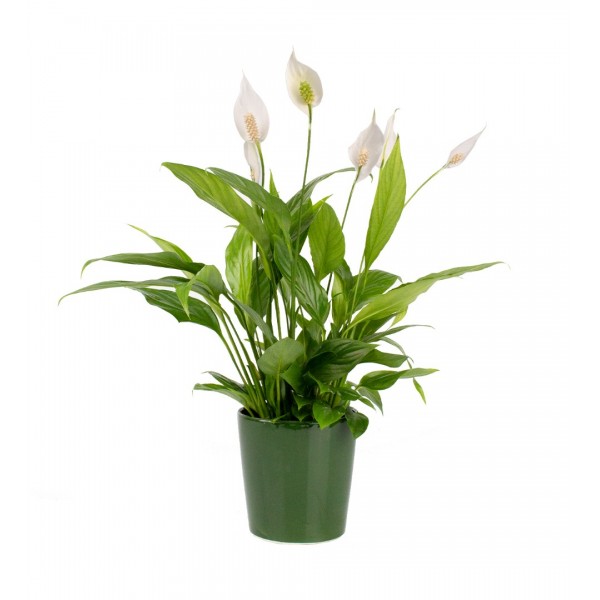 Barış Çiçeği  - Spathiphyllum Yeşil Nora