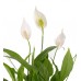 Barış Çiçeği  - Spathiphyllum Yeşil Nora