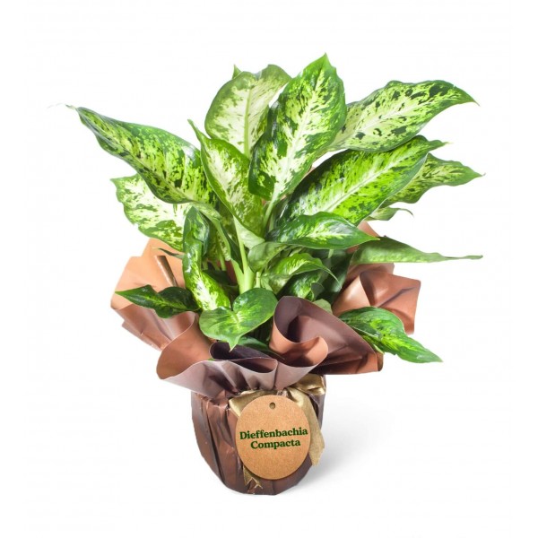 Difenbahya  - Dieffenbachia Compacta