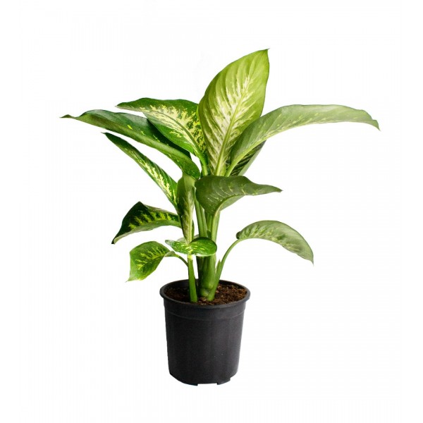 Difenbahya - Dieffenbachia Tropic snow