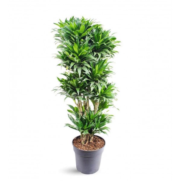 Dracaena - Compacta Vertakt