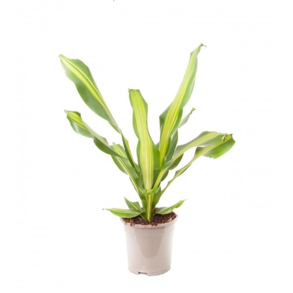 Dracaena - Fragrans Burley