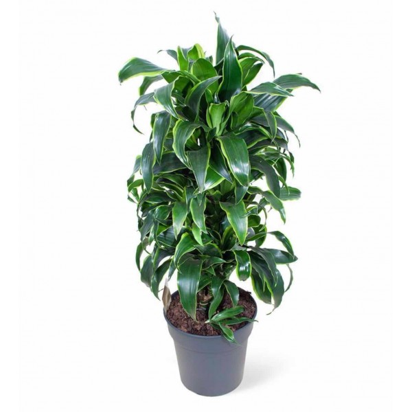 Dracaena -  Fragrans Compacta