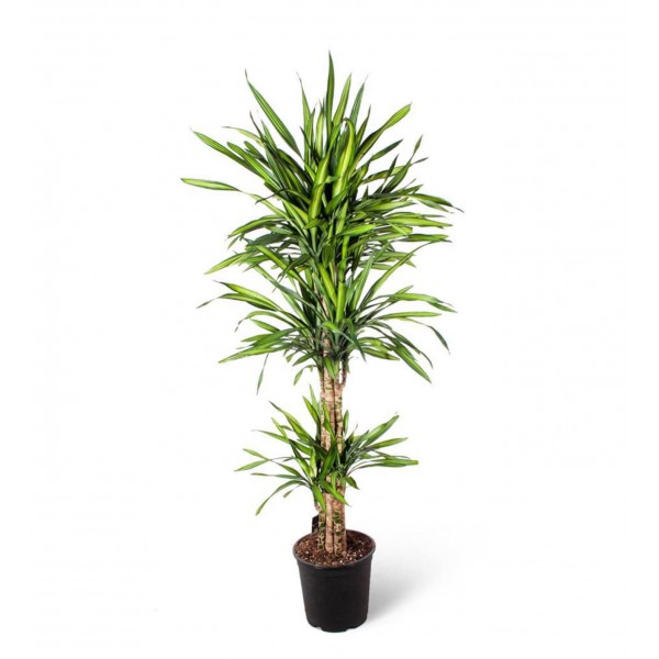 Dracaena - Fragrans Rikki 