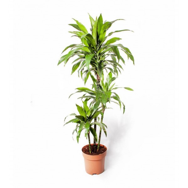 Dracaena - Janet 