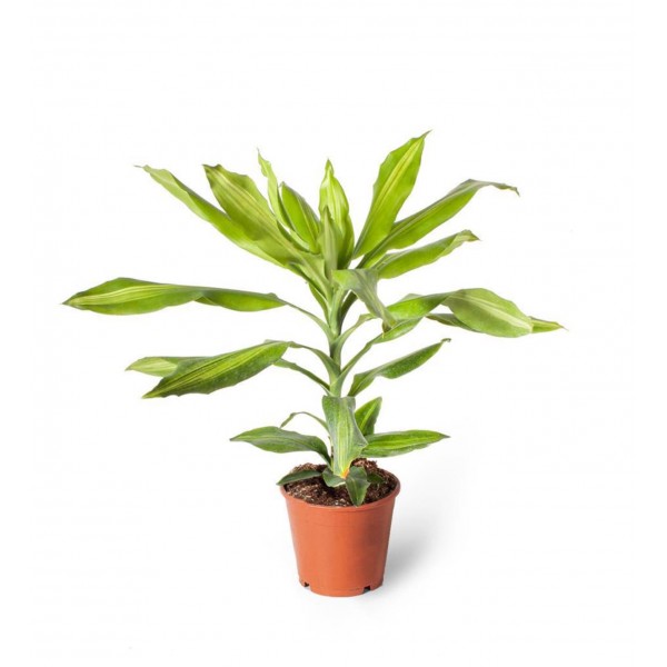 Dracaena -  Lemon Lime